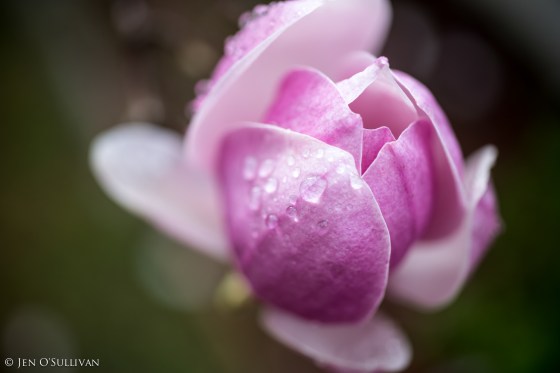 Rain from the Lord, a water kissed magnolia flower