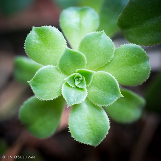 Green Plant - Succulent