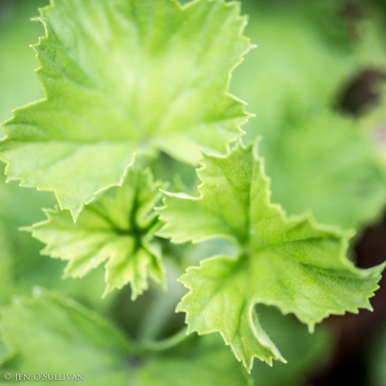 Flourish Like a Green Leaf