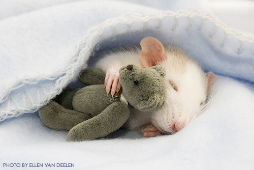 Ellen Van Deelen Rat with Teddy Bear