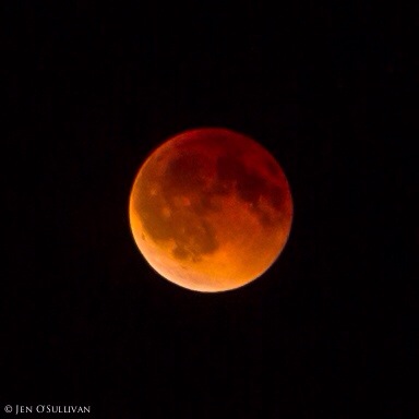 Unity Succulent Photo by Jen O'Sullivan www.jenosullivan.com